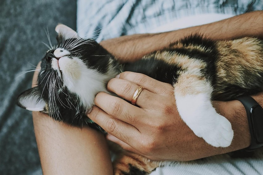 Koty do adopcji z schroniska w Oświęcimiu. To śliczne mruczki, może któryś przypadnie wam do serca. ZDJĘCIA