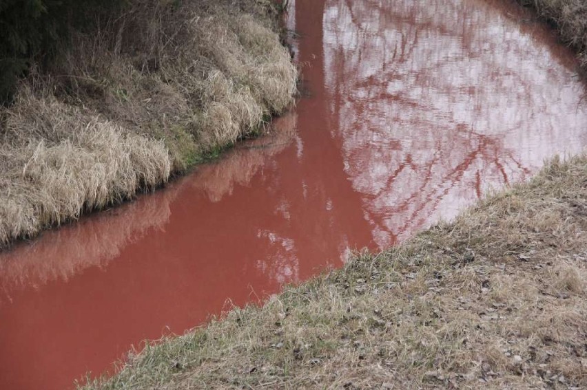 Rzeka w Wągrowcu skażona! Trująca substancja w wodzie?