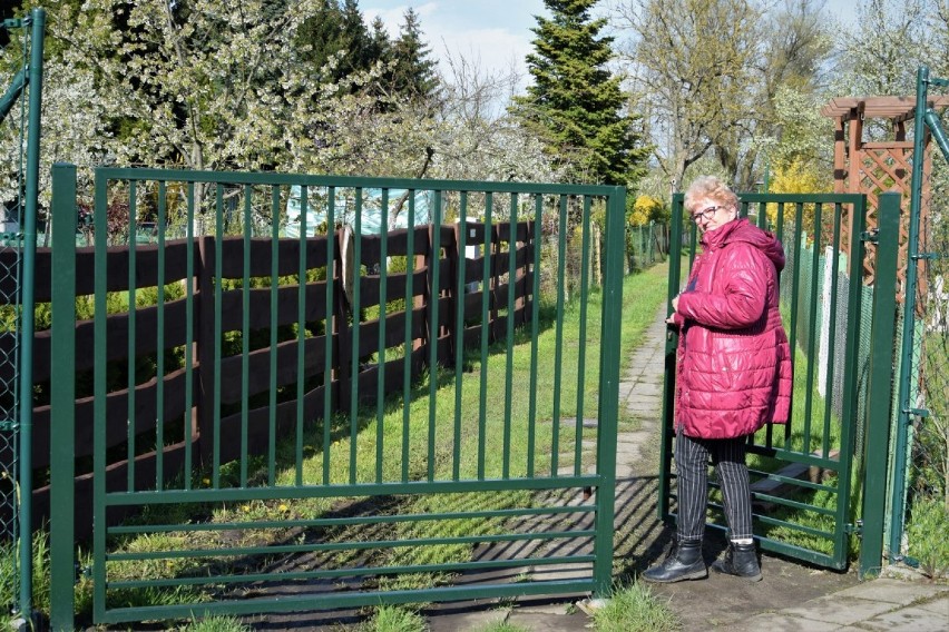 Zbąszyń.  Rodzinne Ogrody Działkowe im.T. Kościuszki rozkwitają. Tutaj jest pięknie i kolorowo