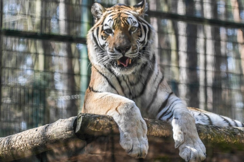 Szczepienia zwierząt na Covid-19. Gdański Ogród Zoologiczny.