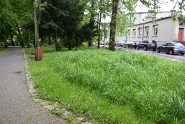 Koniec kompleksowego koszenia trawy w Ogrodzie Saskim - Parku Miejskim w  Sandomierzu. Jest nowy pomysł na utrzymanie zieleni. Jaki? | Sandomierz  Nasze Miasto