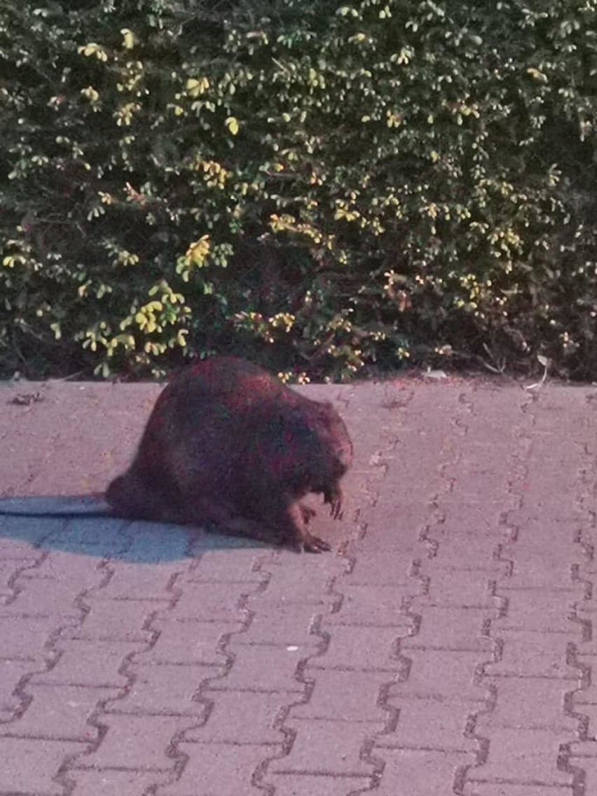 Policja Gniezno. Mundurowi eskortowali… BOBRA