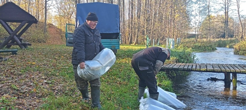 Narybek troci został wpuszczony do wody po wcześniejszym...