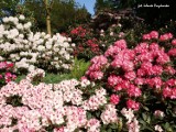 Dolnośląskie: Różaneczniki w Arboretum w Wojsławicach [ZDJĘCIA]