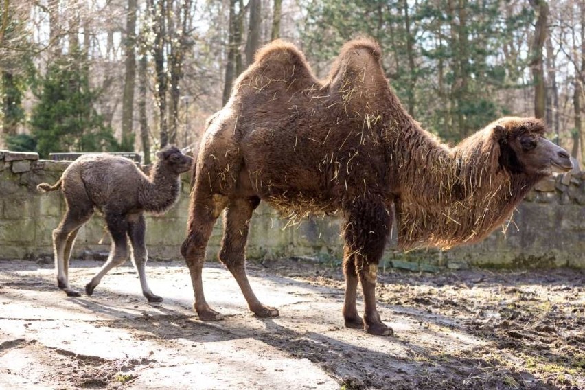 Wiosna w krakowskim zoo. Maluchy już brykają [ZDJĘCIA]