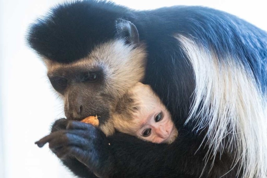 Wiosna w krakowskim zoo. Maluchy już brykają [ZDJĘCIA]