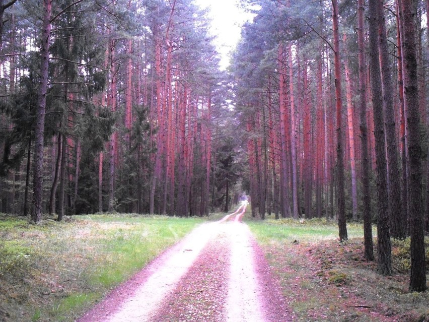 Trening rowerowy leśnymi duktami na Opolszczyźnie