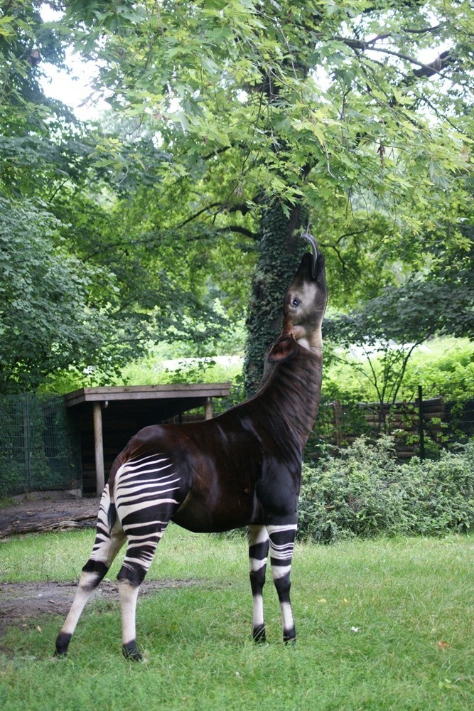 Okapi trafi do wrocławskiego zoo (ZDJĘCIA)