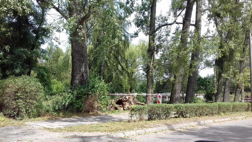 Bytom: Nawałnica w Miechowicach.Powalone drzewa i zerwane poszycie dachowe [ZDJĘCIA]