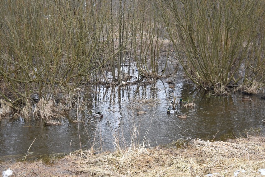Urokliwe rozlewisko potoku Leśniówka na Wierzchowinie ZDJĘCIA
