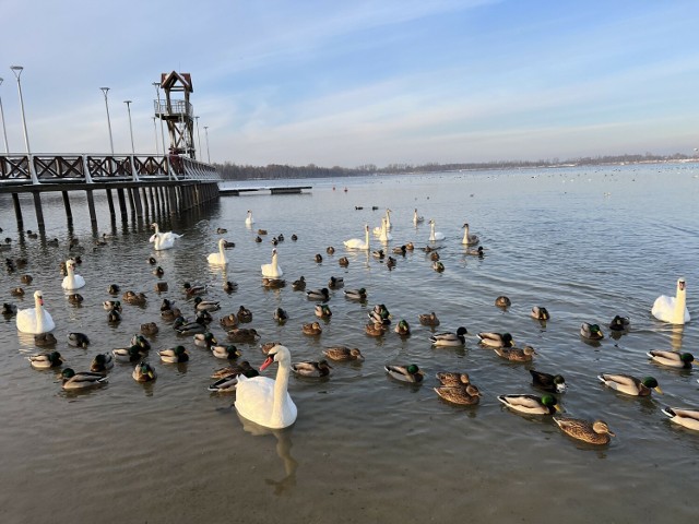Nad jeziorem zimą można spotkać zadomowione tu ptaki 

Zobacz kolejne zdjęcia/plansze. Przesuwaj zdjęcia w prawo naciśnij strzałkę lub przycisk NASTĘPNE
