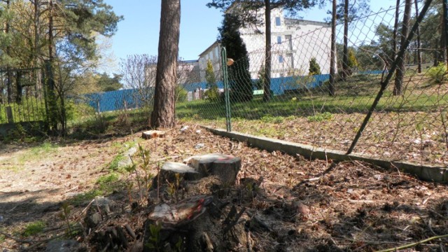 Gm. Ostaszewo. Jeden z mieszkańców wyciął nielegalnie 17 drzew w Palczewie