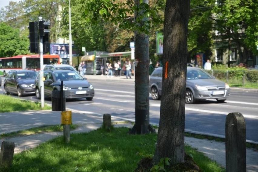 Protest na Al. Racławickich. Lubelski Ruch Miejski jest przeciwko wycince drzew, która ma towarzyszyć przebudowie kilku ulic