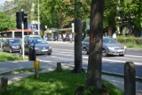 Protest na Al. Racławickich. Lubelski Ruch Miejski jest przeciwko wycince drzew, która ma towarzyszyć przebudowie kilku ulic
