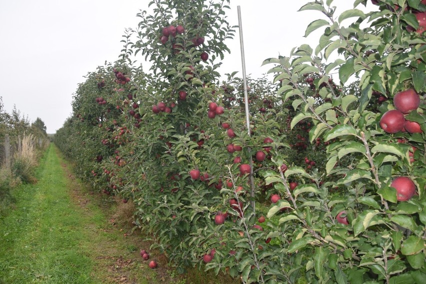 W sadach grójecko – wareckiego zagłębia jabłkowego trwa zbiór owoców, ale będzie to bardzo ciężki rok dla sadowników. Zobacz zdjęcia