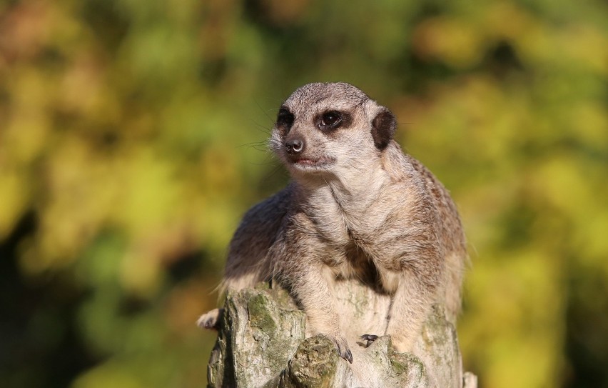 Jesień w Śląskim Ogrodzie Zoologicznym