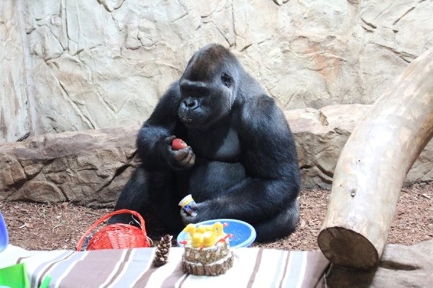 Impreza urodzinowa w stołecznym zoo. Azizi skończył 12 lat