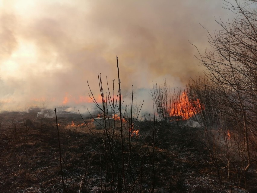 Pożar traw w Krygu i Lipinkach, 20 marca 2022 r