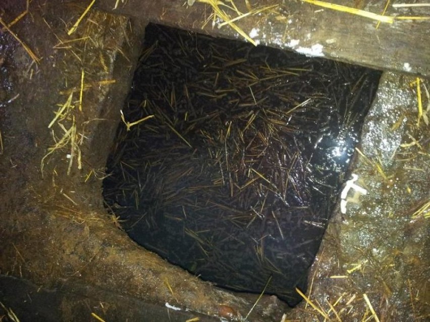 Strażacy ratowali krowę uwięzioną w studni [FOTO]