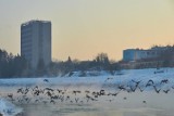 -17 stopni na termometrze, Wisłok (prawie) skuty lodem. Piękne zdjęcia zrobione rano w Rzeszowie