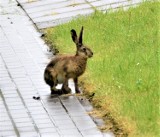 Pandemia. Zając zadomowił się na terenie Zespołu Szkół Agrotechnicznych w Sławnie [ZDJĘCIA, WIDEO]