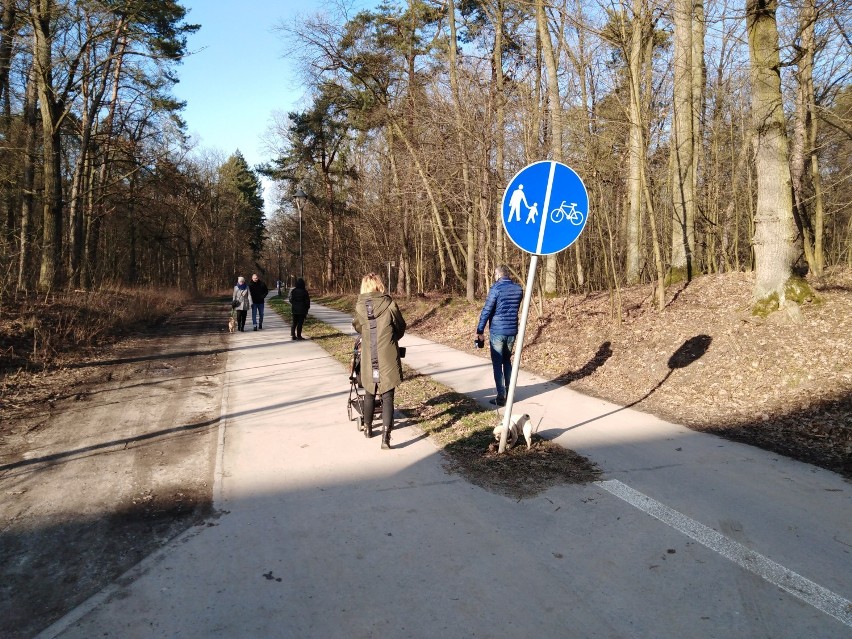 Nowe nasadzenia w puławskich lasach komunalnych. Leśna szkoła - niekonwencjonalny sposób nauki 