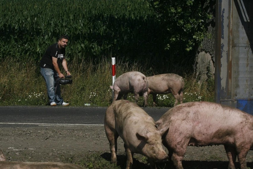 Wypadek ciężarówki ze świniami na trasie Legnica - Złotoryja (ZDJĘCIA)