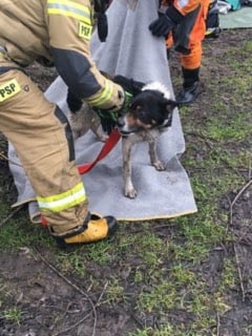 Strażacy uratowali psa, który wszedł na lód na jeziorze w Annowie w powiecie grudziądzkim