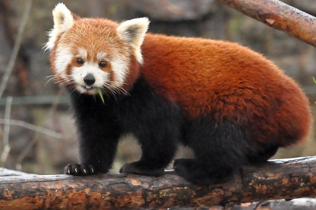 Panda mała często wypatruje fotografów