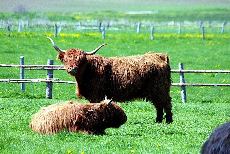 Gmina Darłowo szkockie krowy. Hodowla szkockich krów ma się bardzo dobrze w Starym Jarosławiu