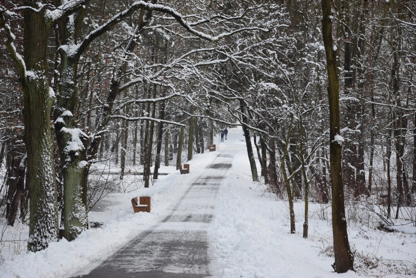 Zima w Dolinie Trzech Stawów w Katowicach