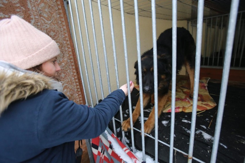 Schronisko dla Bezdomnych Zwierząt w Sosnowcu przeszło w...