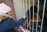 Mieszkańcy zbierają nakrętki dla Schroniska dla Bezdomnych Zwierząt w Sosnowcu