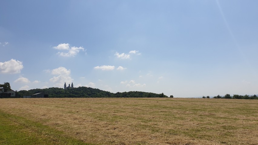 Kraków. Stado owiec żyje w mieście! Możesz je zobaczyć z bliska [ZDJĘCIA]