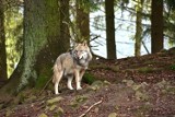 Wataha wilków złapana przez fotopułapkę! Niesamowite nagranie "koncertu" zwierząt