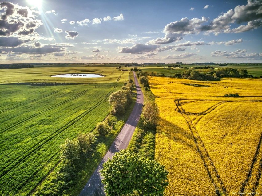 Pola rzepakowe w okolicy Róży Wielkiej