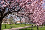 Zobacz, jakie kwiaty rosną w Białymstoku. Miasto obsadza parki i skwery. Wiosna 2020 (zdjęcia, wideo)