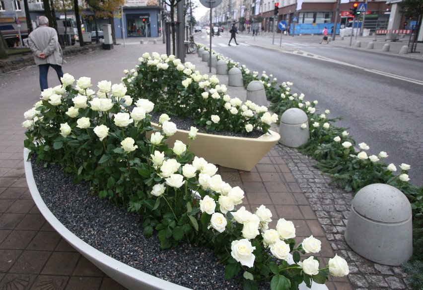Pogrzeb Anny Przybylskiej W Gdyni 4 Tysiace Bialych Roz Na Ul Swietojanskiej Zdjecia Gdynia Nasze Miasto