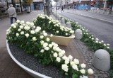Pogrzeb Anny Przybylskiej w Gdyni. 4 tysiące białych róż na ul. Świętojańskiej [ZDJĘCIA]