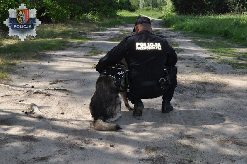 Polkowice: Policyjny pies zaprowadził funkcjonariuszy do skrytki z narkotykami