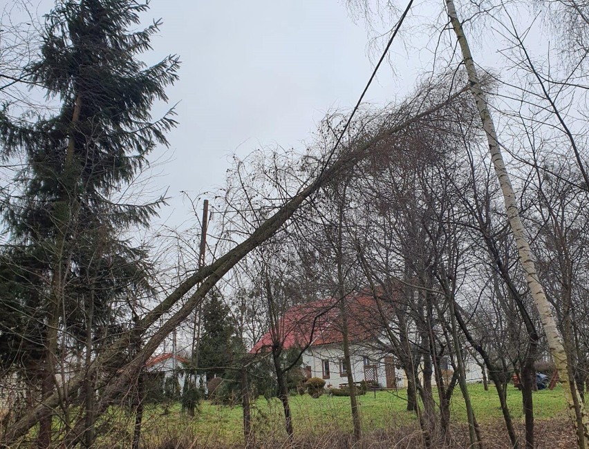 Powiat elbląski. Wichura powaliła ponad 160 drzew