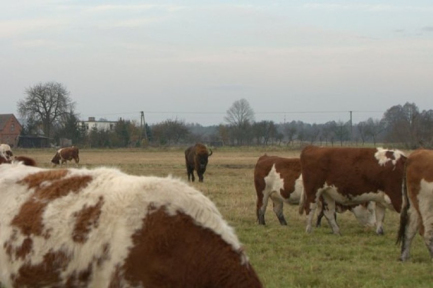 W miniony weekend w Lubczu Wielkim wśród stada krów dość ...