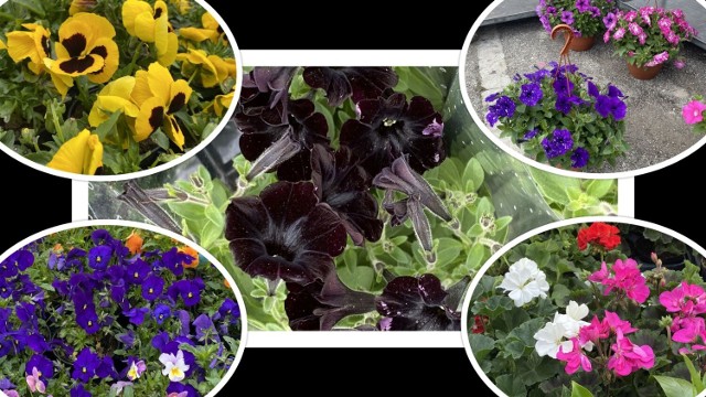 Takie kwiaty i zioła oferowano na kieleckich bazarach w piątek, 28 kwietnia. Zobacz na kolejnych slajdach >>>