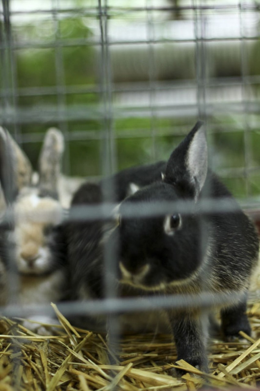 W Palmiarni można obejrzeć wystawę królików