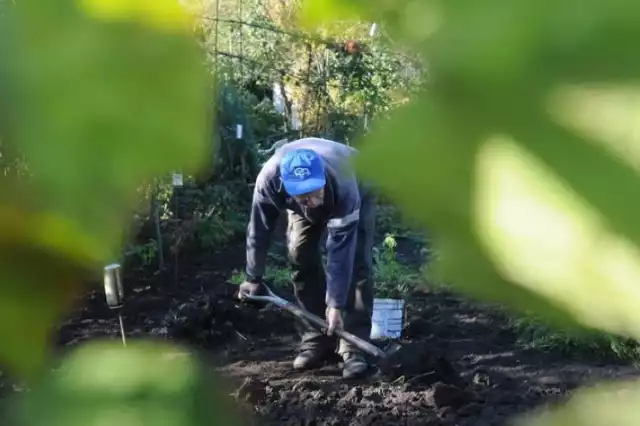 Jeśli jesteś właścicielem działki ogrodowej lub przymierzasz się do jej zakupu? Musisz zatem znać listę rzeczy, których nie możesz robić w tym miejscu. Regulamin Rodzinnych Ogrodów Działkowych zawiera całą listę zakazów, do których trzeba się stosować. Za złamanie tych zasad grożą ogromne mandaty. CZYTAJ DALEJ >>>