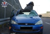Wypadek w Krępcu: Ford zderzył się z łosiem, 2 osoby ranne (ZDJĘCIA)