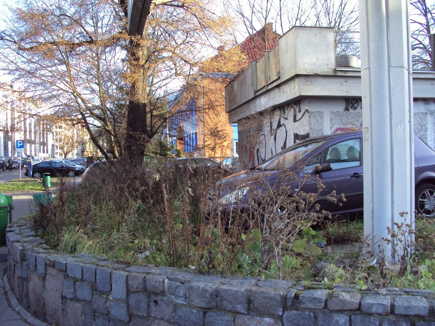 Dziki parking wśród chaszczy i zielska w centrum Szczecina