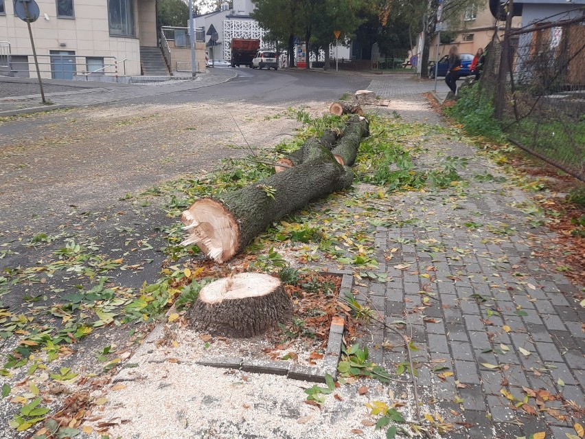 Pod topór poszło kilka drzew na ul. Rejtana