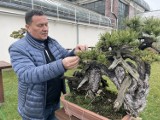 350-letnie drzewko bonsai można zobaczyć w Palmiarni w Wałbrzychu. Zobaczcie fenomenalny zbiór ZDJĘCIA, WIDEO