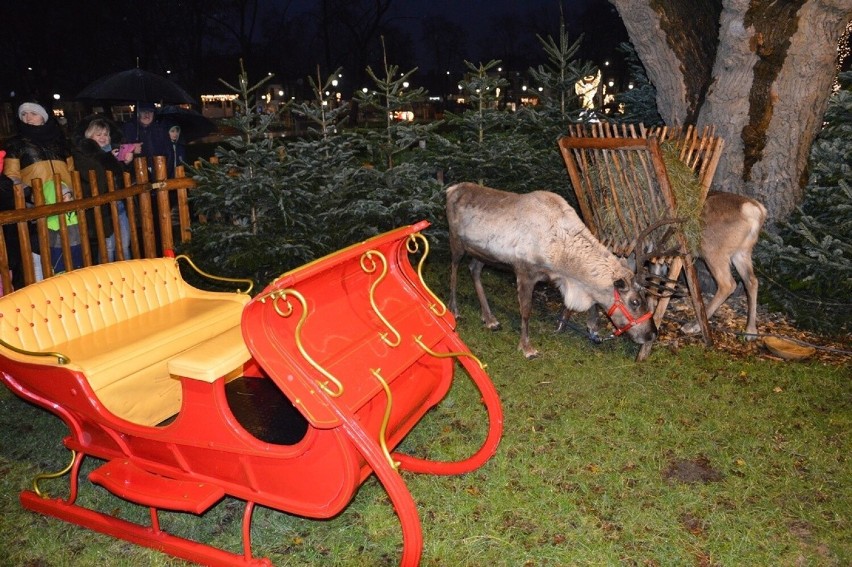 Święty Mikołaj z reniferami na odnowionym Rozwadowskim Rynku w Stalowej Woli. Zobacz zdjęcia